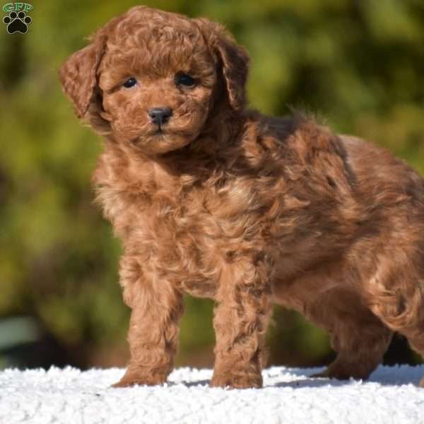 Karson, Miniature Poodle Puppy